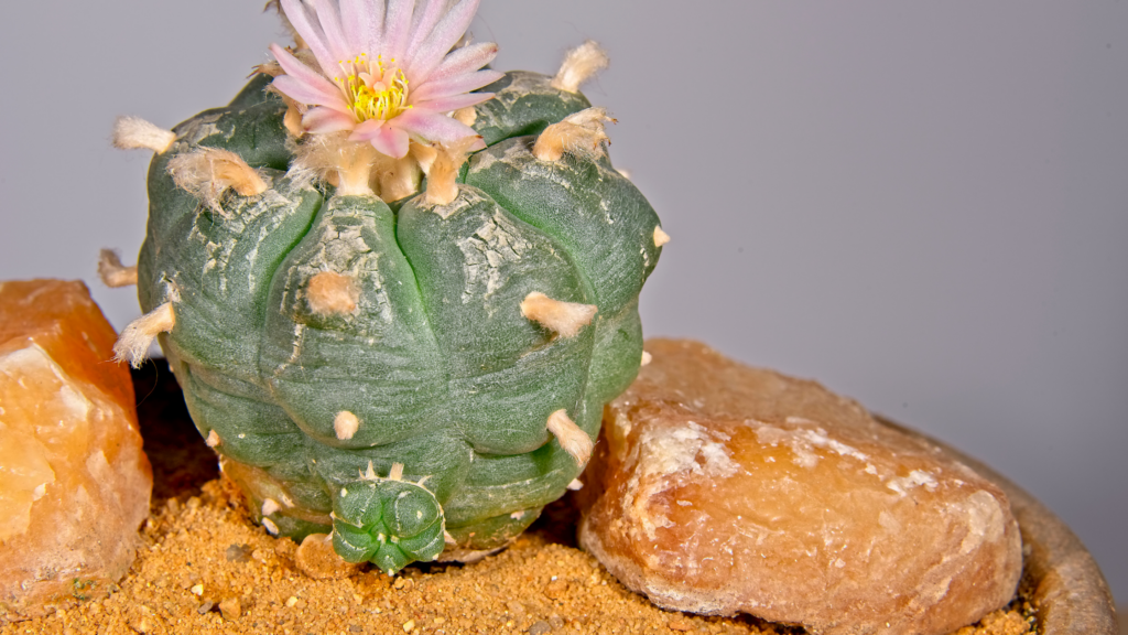 Peyote Cactus, used in ancient microdosing practices