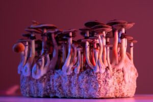 Colorado and Oregon continue to lead the way on psilocybin therapy